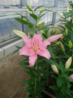 [5249 Homerus No01.JPG]